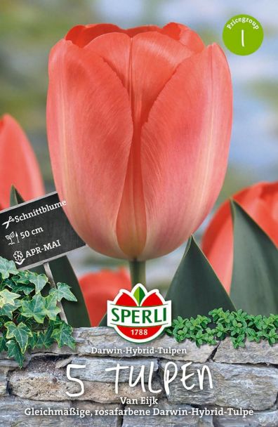 Tulpe van Eijk