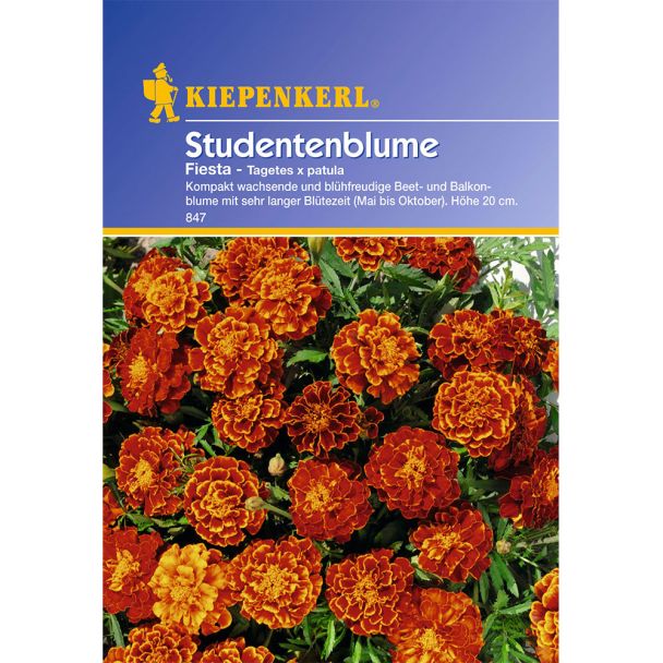 Studentenblume 'Fiesta'
