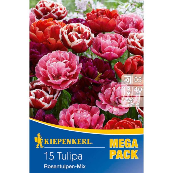 Tulpen `Gefüllte, späte Rosentulpen-Mischung`