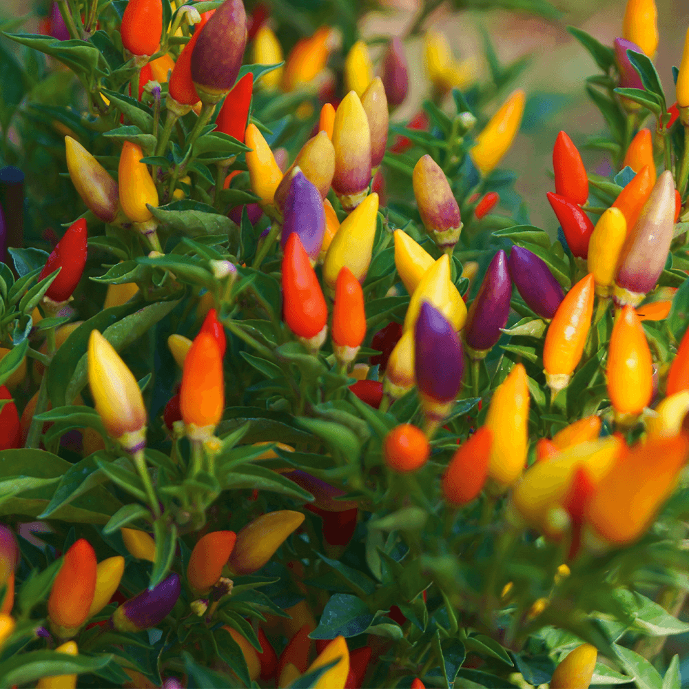 Sweet Chili mit Erde kaufen Ahrens+Sieberz Pflanzenversand