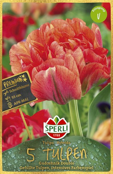Gefüllte Tulpen Gudoshnik Double