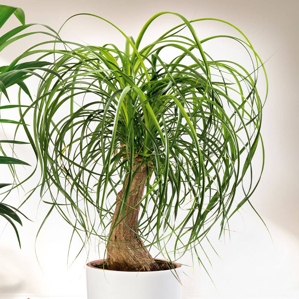 eibe 60-80 cm Gemeine Eibe (Taxus baccata) | 60-80 cm im Topf