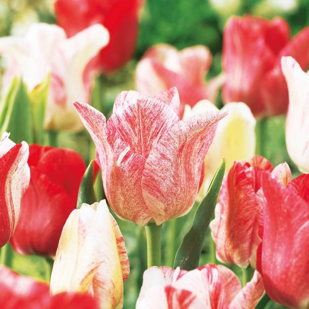 Tulpe Magic