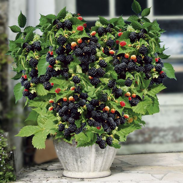 Zwerg-Brombeere Lowberry® 'Little Black Prince®'