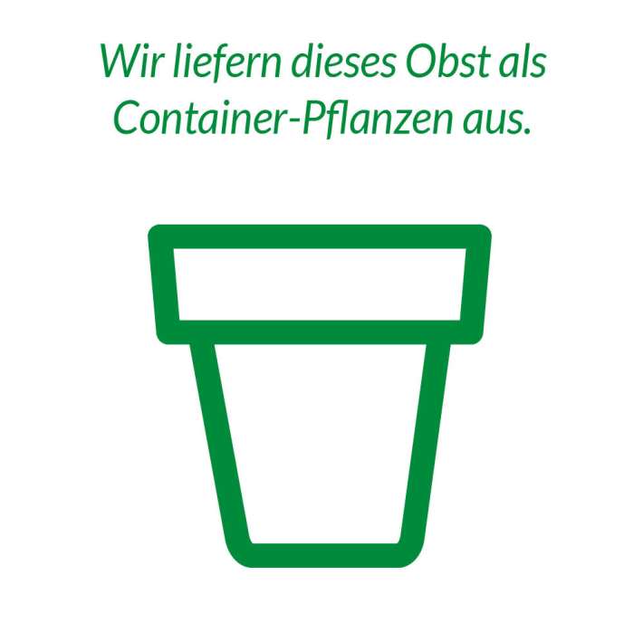 Johannisbeere 'Makosta', Strauch Strauch Johannisbeeren Obst