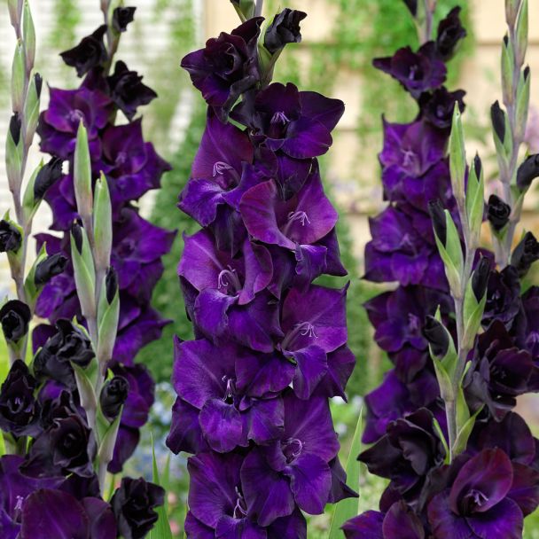 Gladiole Volbeat