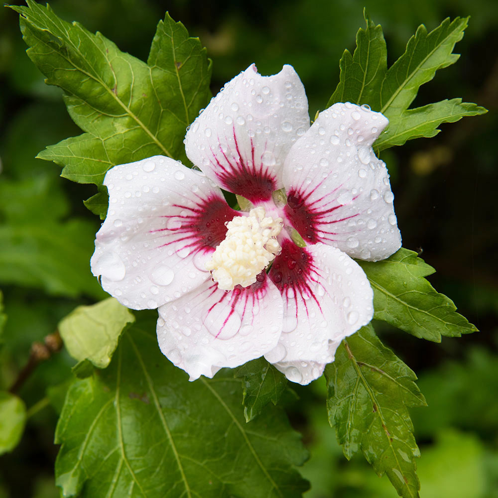 Winterharter Hibiskus, Weißrosa Hibisken Blüh & Ziergehölze