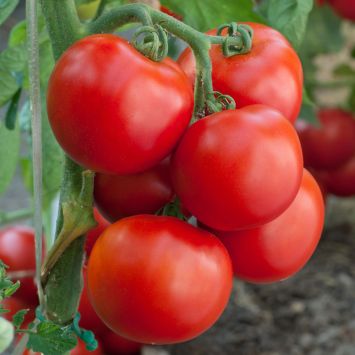 Tomatenstrauch kaufen - Betrachten Sie dem Testsieger