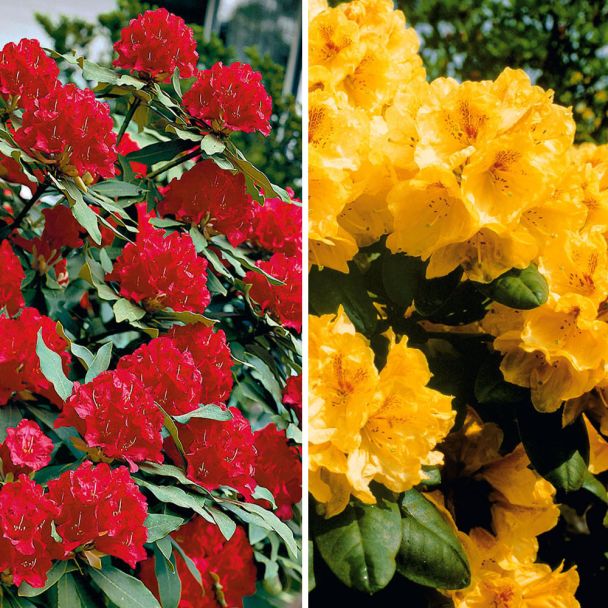 Set-Preis: 2 x Riesenblütige Rhododendron-Hybriden