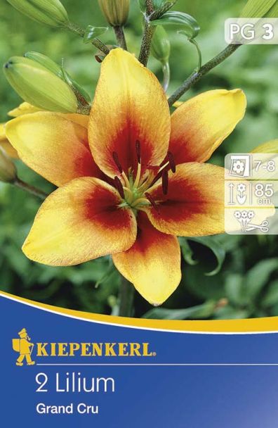 Lilien 'Grand Cru'