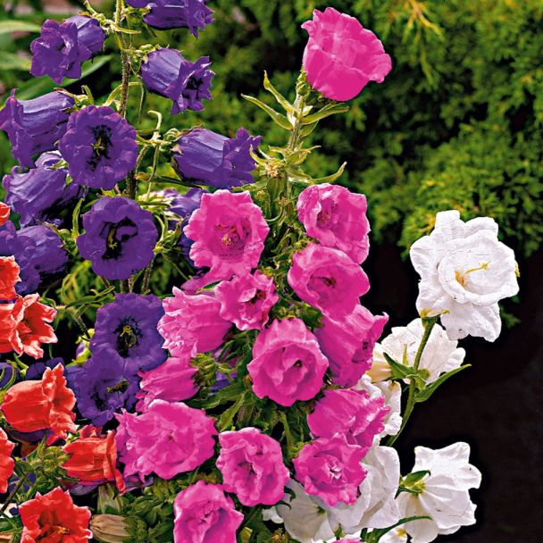 Glockenblumen, rosarot
