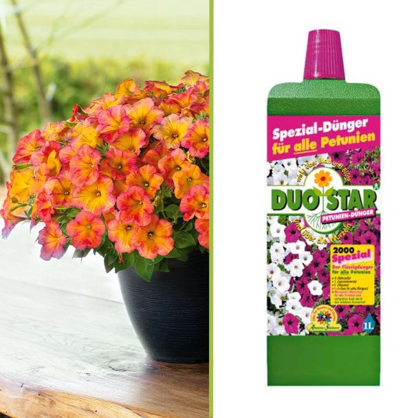 Crazytunia® TerraCotta (inkl. Dünger) im Sparset
