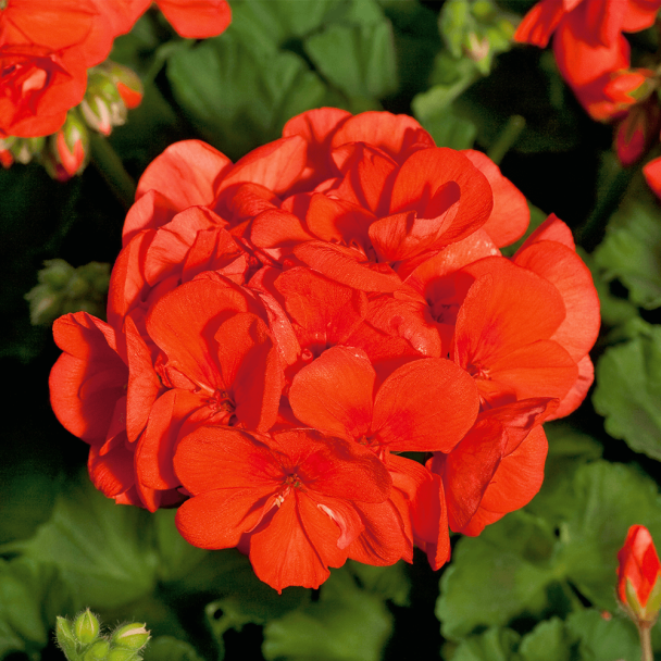 Geranie Sunrise® Mandarin (Pelargonium)