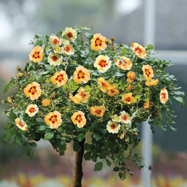 Hochstamm-Rose Babylon Eyes® 'Cream'