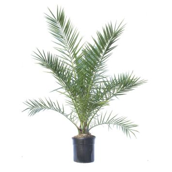 Kanarische Dattelpalme