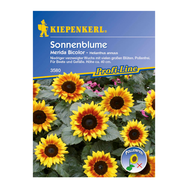 Sonnenblume 'Merida Bicolor'