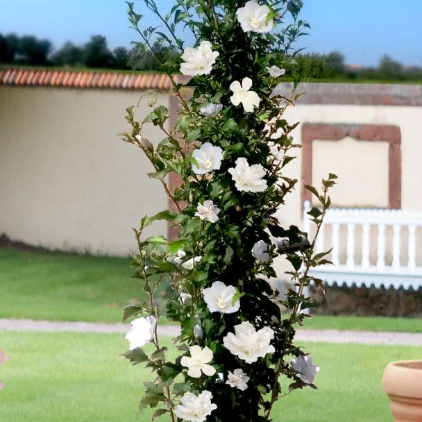 Säulen-Hibiskus 'White Pillar®'