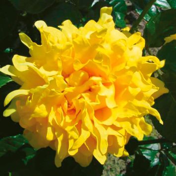 Ruffles Rose Splendid