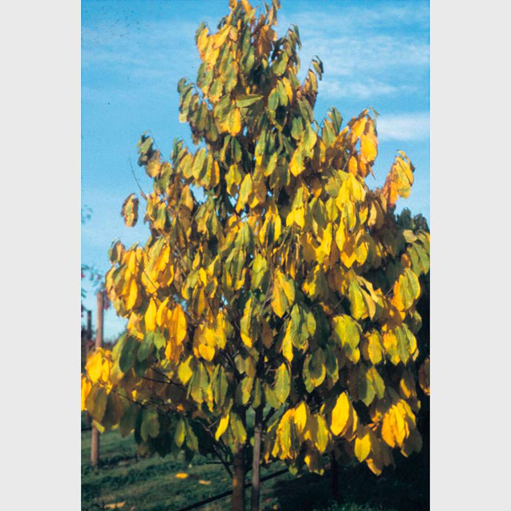 Indianerbanane kaufen | Ahrens+Sieberz - Pflanzenversand & Gartenbedarf