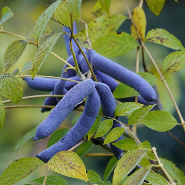 Blaugurke Busch (3 Liter)