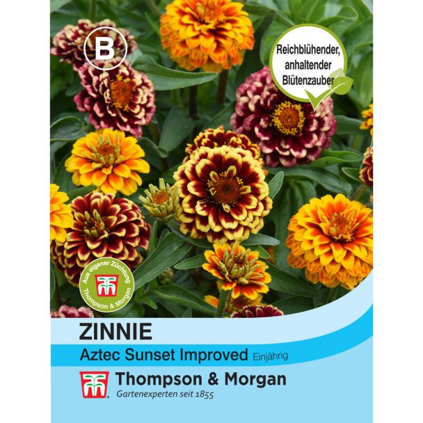 Zinnie Aztec Sunset Improved