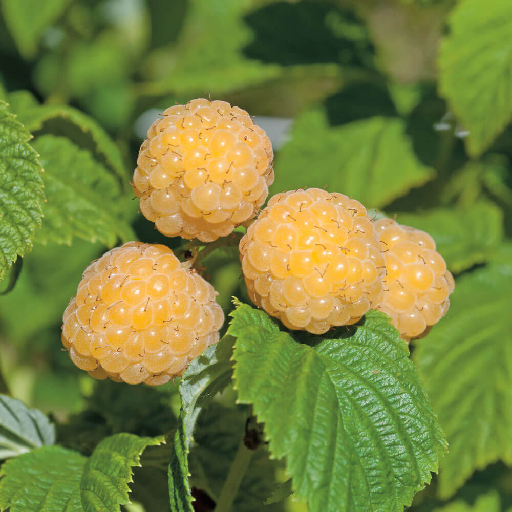 & Gartenbedarf Pflanzenversand - Fallgold | Ahrens+Sieberz kaufen Himbeere