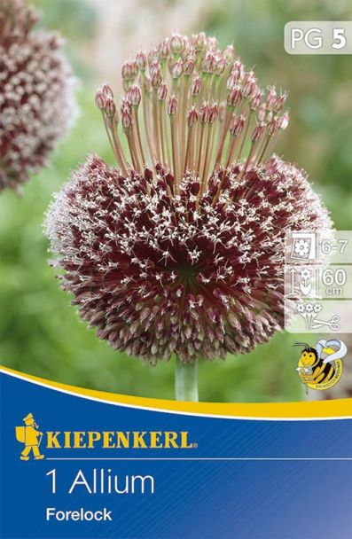 Zierlauch Allium 'Forelock'