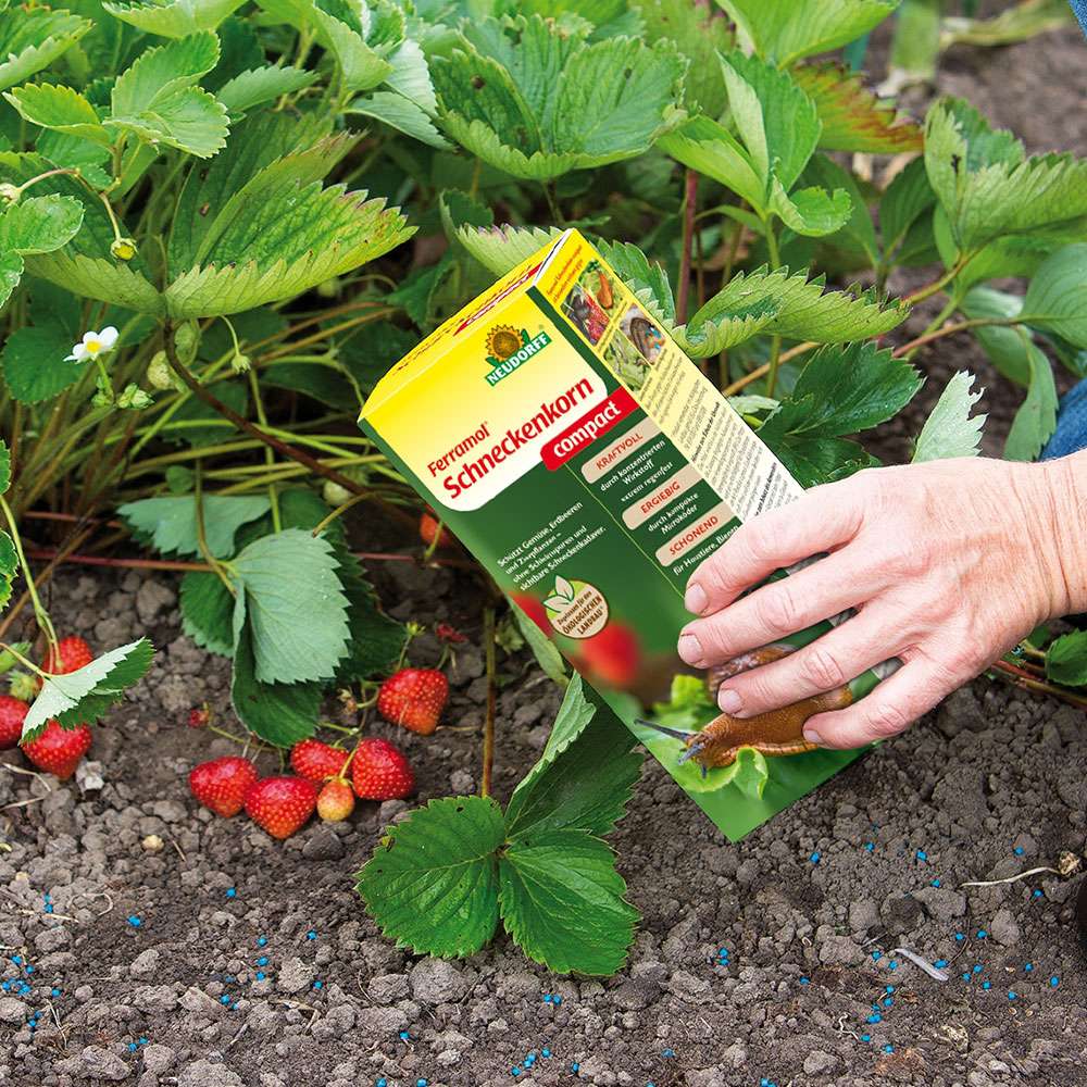 natur saatgut Saatgut Erdbeere Walderdbeeren Gartenpflanze kaufen