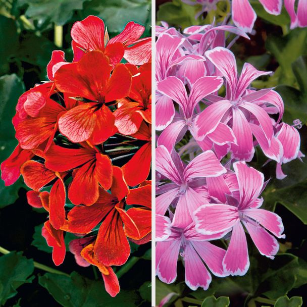 Echte Tiroler Hänge-Geranien 'Tirolia': Farbduo (3 x Rot und 3 x Pink)