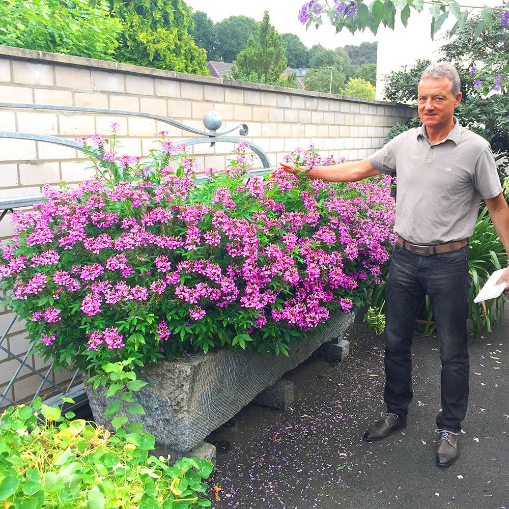 saatgut großpackung 500 qm Blumenwiese Saatgut aus 50 ein- und mehrjährigen Arten Großpack –  Gardenox-Natur