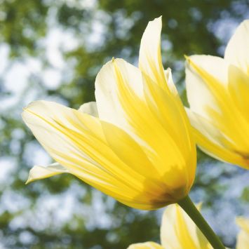 Tulpen Blumenzwiebeln Ahrens Sieberz Pflanzenversand