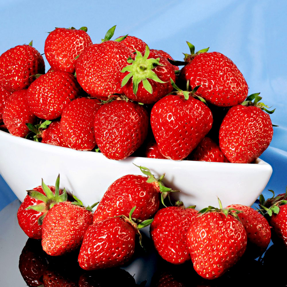 Erdbeere 'Lambada®', Frühsorte als Setzlinge kaufen