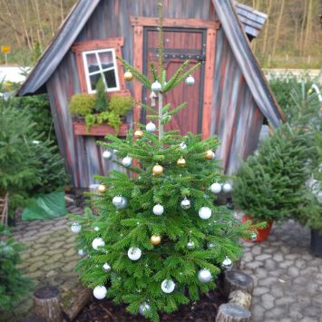 Echte Nordmanntanne, Weihnachtsbaum, ca. 115 cm