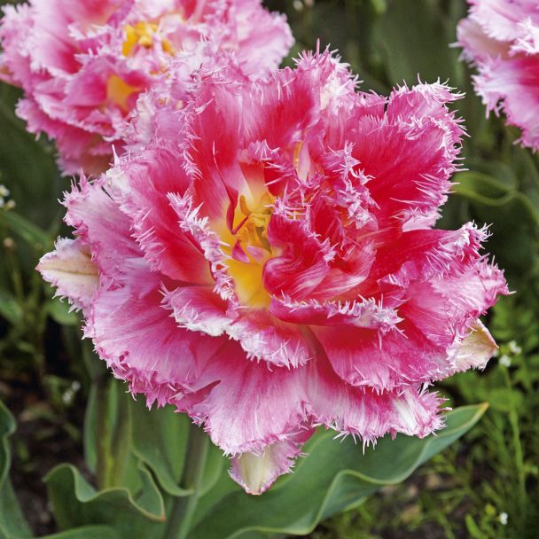 Gefranste Crispa-Tulpe Sugar Bird