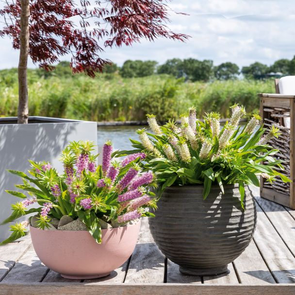 Eucomis Aloha® Leia und Aloha® Maui im Sparset