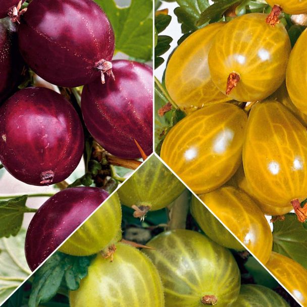 SA. 3 Stachelbeeren Rexrot, Invictus, Mucurines