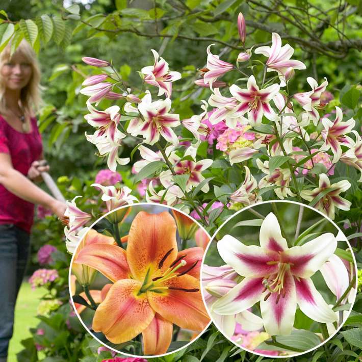 Riesen Baum-Lilien im Sparset kaufen | Ahrens+Sieberz - Pflanzenversand &  Gartenbedarf