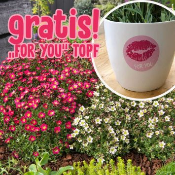 BIO Pixi Pan – Der Tausendblüher im Sparset