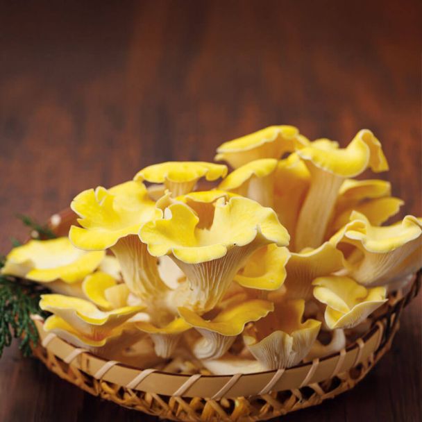 BIO Limonenseitling Fertigkultur