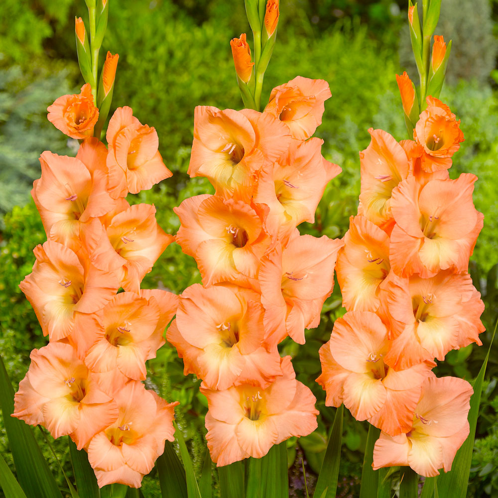 Gladiole Jessica Gladiolen Blumenzwiebeln Ahrens+Sieberz