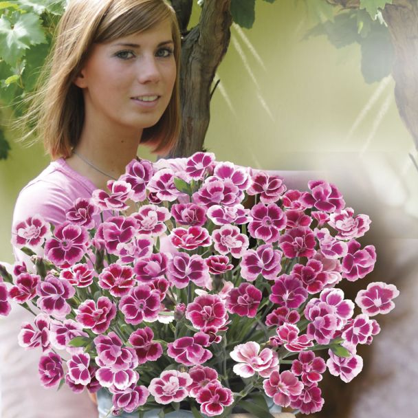 Nelken 'Pink Kisses®'
