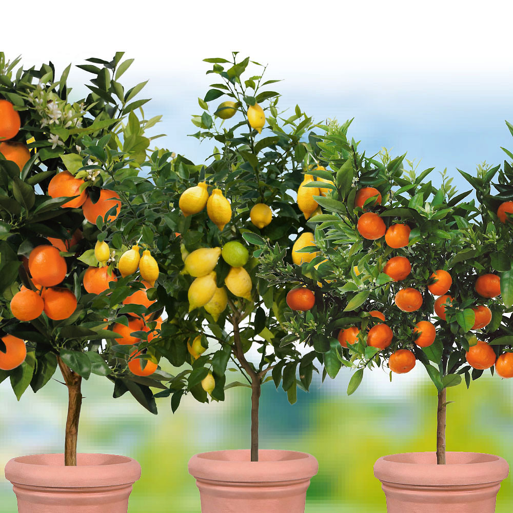 Orangenbaum Obstbaum Zimmerpflanze leckere Früchte 