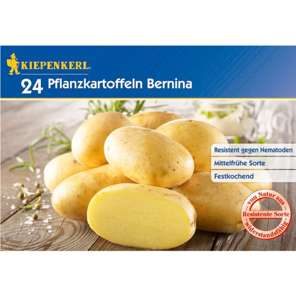 Pflanzkartoffeln Bernina, Mittelfrüh, 24 Knollen