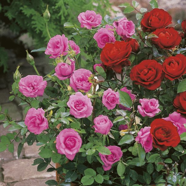 Zwerg-Rosen, dunkelrosa
