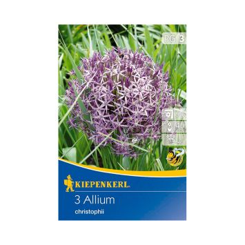 Sternkugellauch