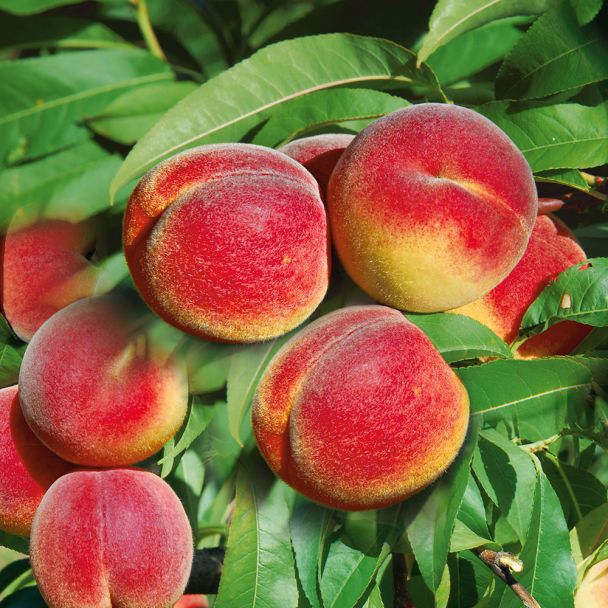 Saft Pfirsichbaum Revita Obstgeholz Pfirsiche Nektarinen Obst Ahrens Sieberz Pflanzenversand Gartenbedarf