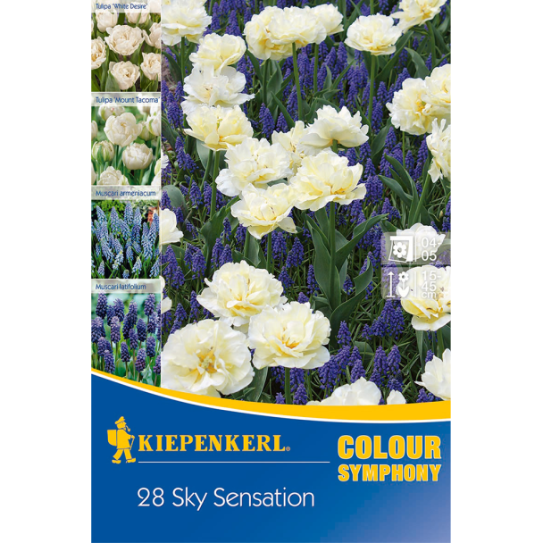 Colour Symphony Sky Sensation