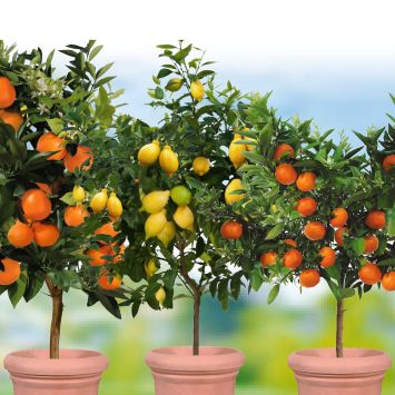 3 x Zitrusbäume - Orange, Zitrone, Mandarine