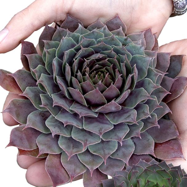 Sempervivum Red Beauty