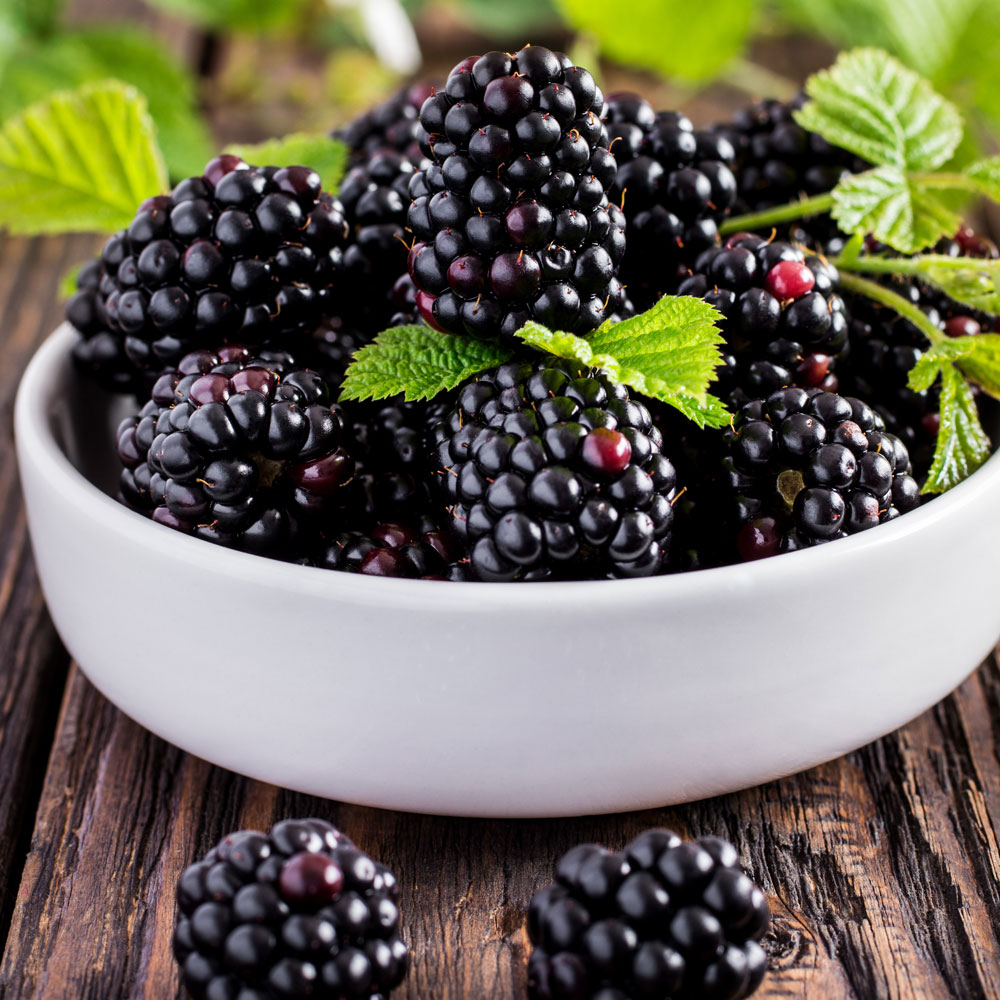 Dornenlose EdelBrombeere 'Black Bromba®' Strauch Brombeeren Obst